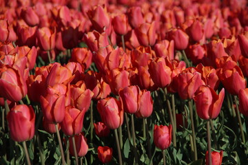 Fields full of tulips that grow colorfully on island Goeree Overflakkee during the spring to harvest flower bulbs later in the Netherlands
