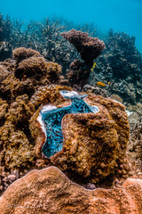 Giant clam resting among colorful coral reef