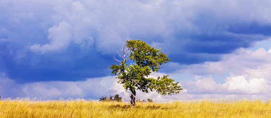 tree in the field