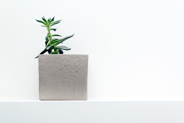 Flower in a square gray pot on a shelf
