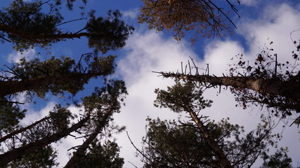 The tops of the pine trees against the sky