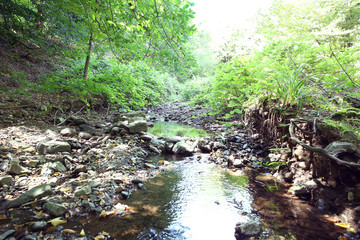 Mountain River in the wood . Forest with waterfall deep rain forest and river stream . Fast jet of...
