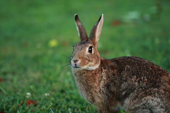 Retrato de conejo en la pradera