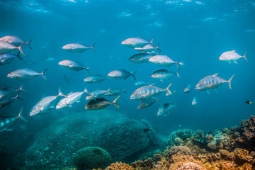 Silver pelagic fish swimming in unison in clear blue water