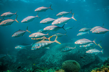 Fototapeta na wymiar Silver pelagic fish swimming in unison in clear blue water