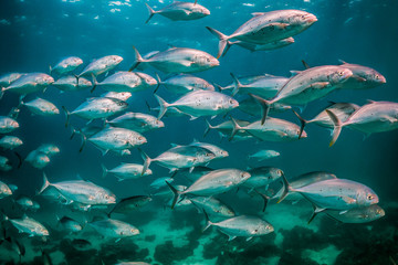 Silver pelagic fish swimming in unison in clear blue water