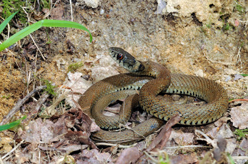 Red-eyed grass snake / Iberische Ringelnatter (Natrix astreptophora) - Spain / Galizien, Spanien 