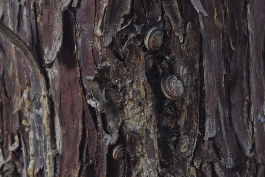Corteccia di un albero con chiocciole