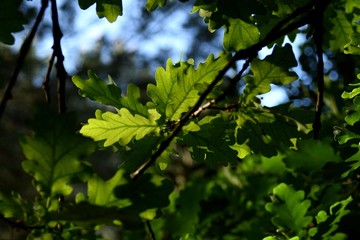 Foglie di un albero