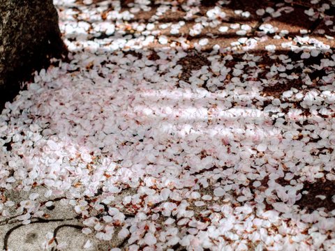 Cherry blossom petals on the street