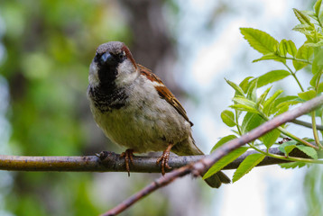  brown small bird Sparrow sitting on a branch of a birch tree in the Park on a spring may day among the tender green foliage