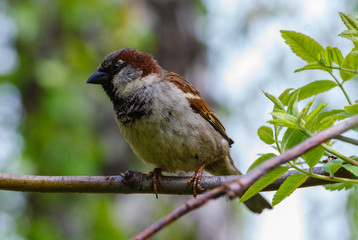 sparrow on a branch