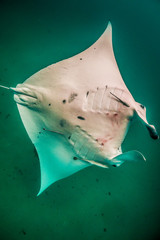 Manta ray swimming in the wild in clear blue water