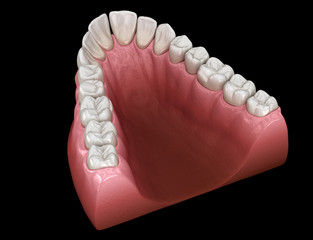 V-shape tapered arch form of maxilla. Medically accurate tooth 3D illustration