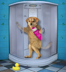 The beige dog with a bottle of shampoo is standing in the shower stall in the bathroom at home.