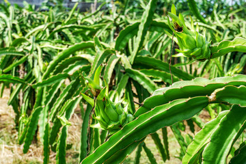 Red dragon fruit on plant at Binh Thuan, Vietnam