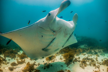Manta ray swimming in the wild in clear blue water