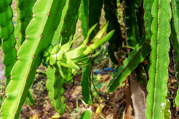 Red dragon fruit on plant at Binh Thuan, Vietnam