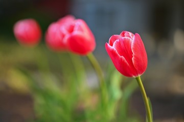 Beautiful spring red flowers - tulips. Natural colorful blurred background.