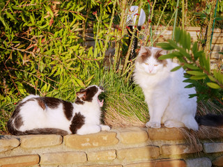 Spotted street cat sizzles on white big cat on street