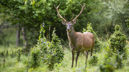 Majestic red deer, cervus elaphus, looking on meadow in forest with green bushes in summer. Surprised wild male animal with antlers and brown fur standing on grass from front view.