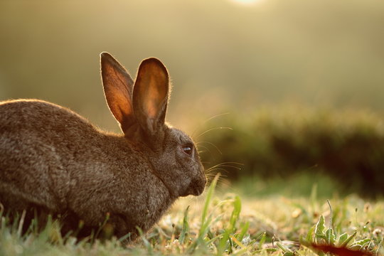 Retrato de conejo al contraluz
