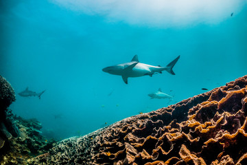 Grey reef shark swimming around colorful coral reef in clear blue water