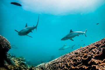 Grey reef shark swimming around colorful coral reef in clear blue water