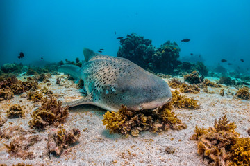 Fototapeta premium Leopard shark resting on the sea bed among colorful coral reef