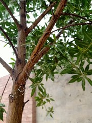 tree in the garden