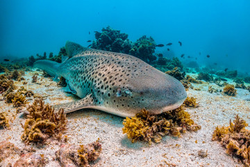 Fototapeta premium Leopard shark resting on the sea bed among colorful coral reef