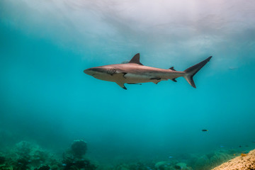 Grey reef shark swimming around colorful coral reef in clear blue water