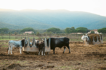 Agricultural Farm in Tuscany, Italy. Cows and horses in the corral