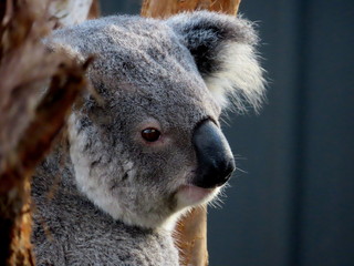 Beautiful portrait of a rescued koala in a hospital in Port Macquarie © Beatriz