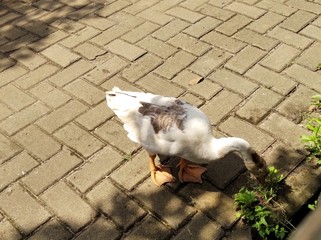 two white pigeons