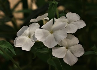Obraz premium white flowers