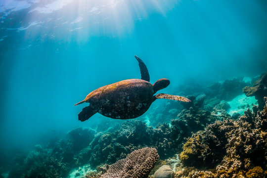 green turtle swimming in clear blue water among colorful coral formations