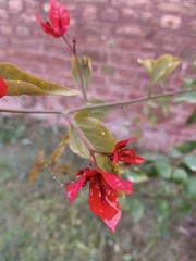 red  flower
