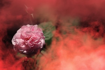 Rose Flower with pink smoke. Poisonous love gift for valentine day 