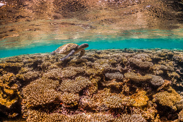 green turtle swimming in clear blue water among colorful coral formations