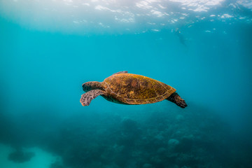 Obraz premium Wild Sea turtle swimming freely in open ocean among colorful coral reef