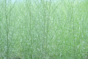 Tropical flower plant leaves with branches growing on a gardening fence with  green nature background