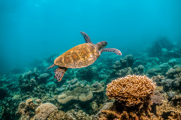 Obraz na płótnie Canvas Wild Sea turtle swimming freely in open ocean among colorful coral reef