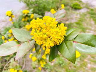 Shrub with small yellow flowers.