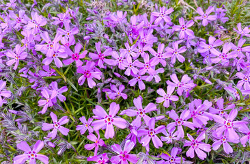 Obraz premium Little blue-violet flowers in the park in spring.