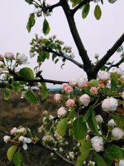 Spring blossoms wild apple tree after raining