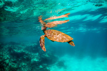 Wild Sea turtle swimming freely in open ocean among colorful coral reef