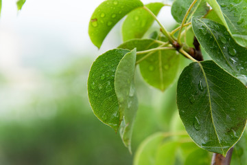 Close up of pear tree leaves with raindrops, relaxing view in rainy day