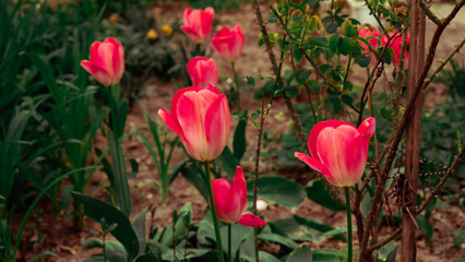 Close-up macro detail  of pink tulips swaying in the wind