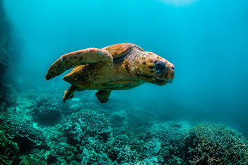 Obraz premium Wild Sea turtle swimming freely in open ocean among colorful coral reef